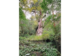 naturalのイラスト