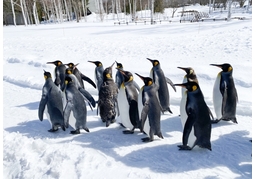 penguinのイラスト