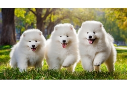 puppyのイラスト