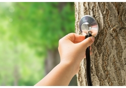 arboristのイラスト