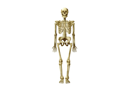 skeletonのイラスト
