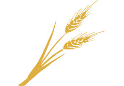 wheatのイラスト